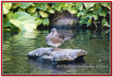 DSC_5430A.jpg