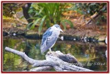 DSC_5444A.jpg
