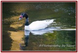 DSC_5463A.jpg