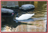 DSC_5466A.jpg