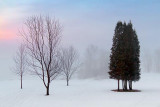 Trees In Fog 05936-7