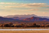 Field of Snow Geese 72782