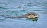 Otter In Irish Creek 06721