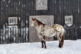 Horse In Snow 06729