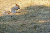 Squirrel In The Sun DSCF01026