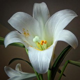 Easter Lily 20110423
