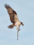 Osprey Nest Material 24925