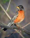 Perched Robin 25019