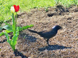 Grackle On The Ground DSCF01644