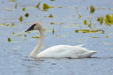 Swan On The Swale 25035