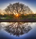 Tree At Sunrise 20110510