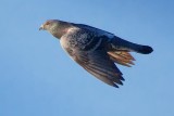 Pigeon In Flight 25082
