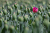 Lone Red Tulip 25192