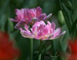 Pink Tulips 25179