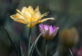 Yellow & Purple Tulips 25184