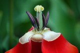 Wilted Tulip 20110518