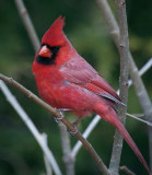 Cardinal On A Branch 24791