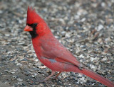 Cardinal On The Ground 24782