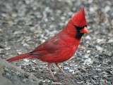 Cardinal On The Ground 24786