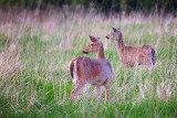 Two Deer In A Field 25308