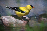 American Goldfinch 25442