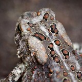Toad Closeup 20110526