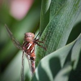 Dragonfly 25487