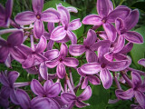 Lilac Closeup DSCF01817