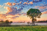 Lone Tree At Sunrise 20110704