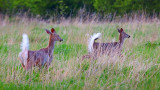 Two Deer In A Field 25321