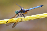 Dragonfly On A Rope 13175