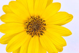 Yellow Flower 20110823