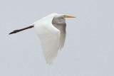 Egret In Flight 20110824