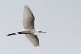 Egret In Flight 25890
