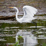 Egret Taking Flight 25882