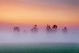 Trees In Dawn Mist 20110902