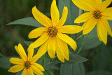 Yellow Wildflowers 14728