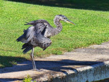 Ruffled Heron 15217