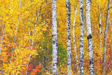 Autumn Birches 20111010