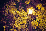 Autumn Streetlight 17253