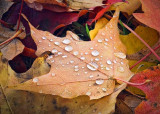 Autumn Raindrops DSCF02561