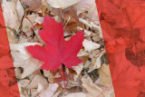 Canadian Maple Leaf 18127