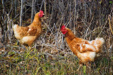 Chickens In The Wild DSCF02822