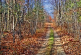 Autumn Trail 20111103