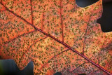 Autumn Leaf 26071