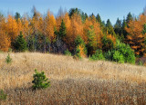 Canadian Shield Scene DSCF02925