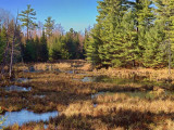 Canadian Shield Scene DSCF02960