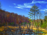 Canadian Shield Scene DSCF02935