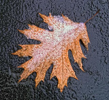 Snowy Oak Leaf 20111202