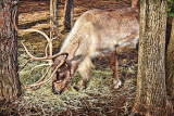 Reindeer Lunch 20111216